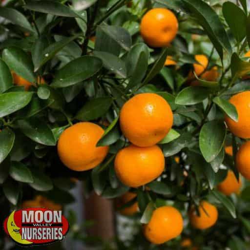 Owari Satsuma