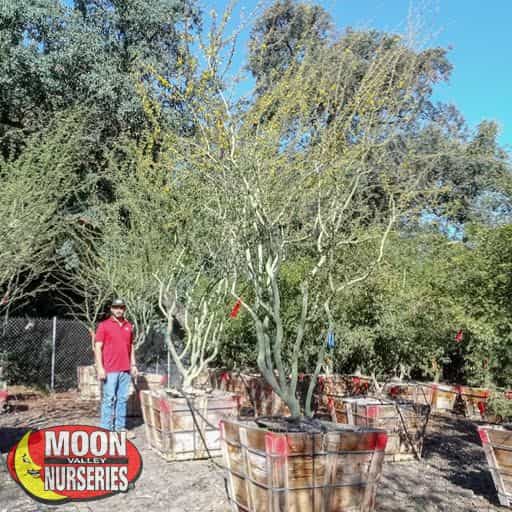 Palo Brea in nursery