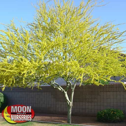 Palo Brea in yard blooming