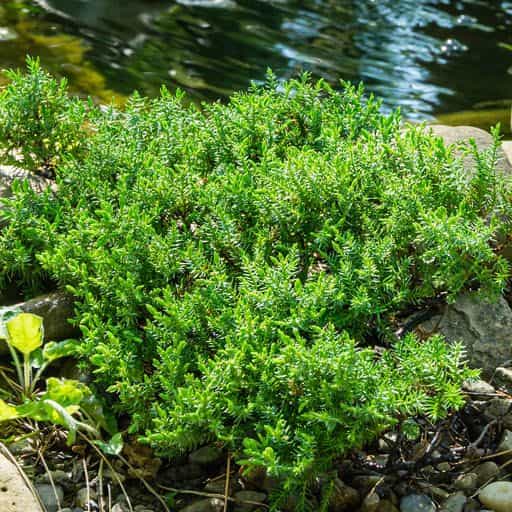 The Parsoni Juniper planted.