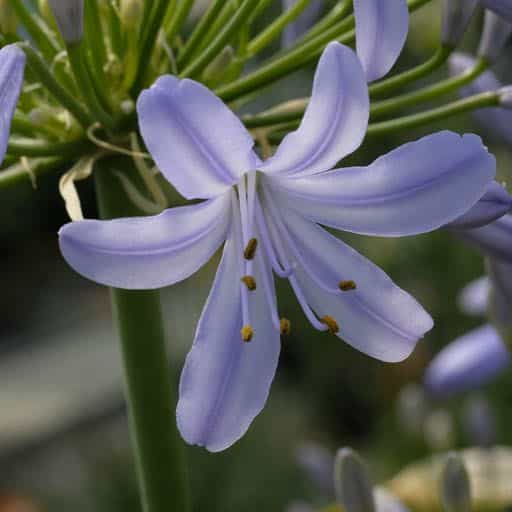 'Peter Pan' Agapanthus close up
