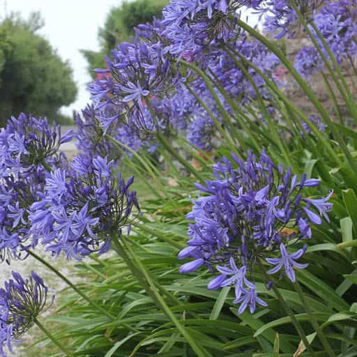 'Peter Pan' Agapanthus plants