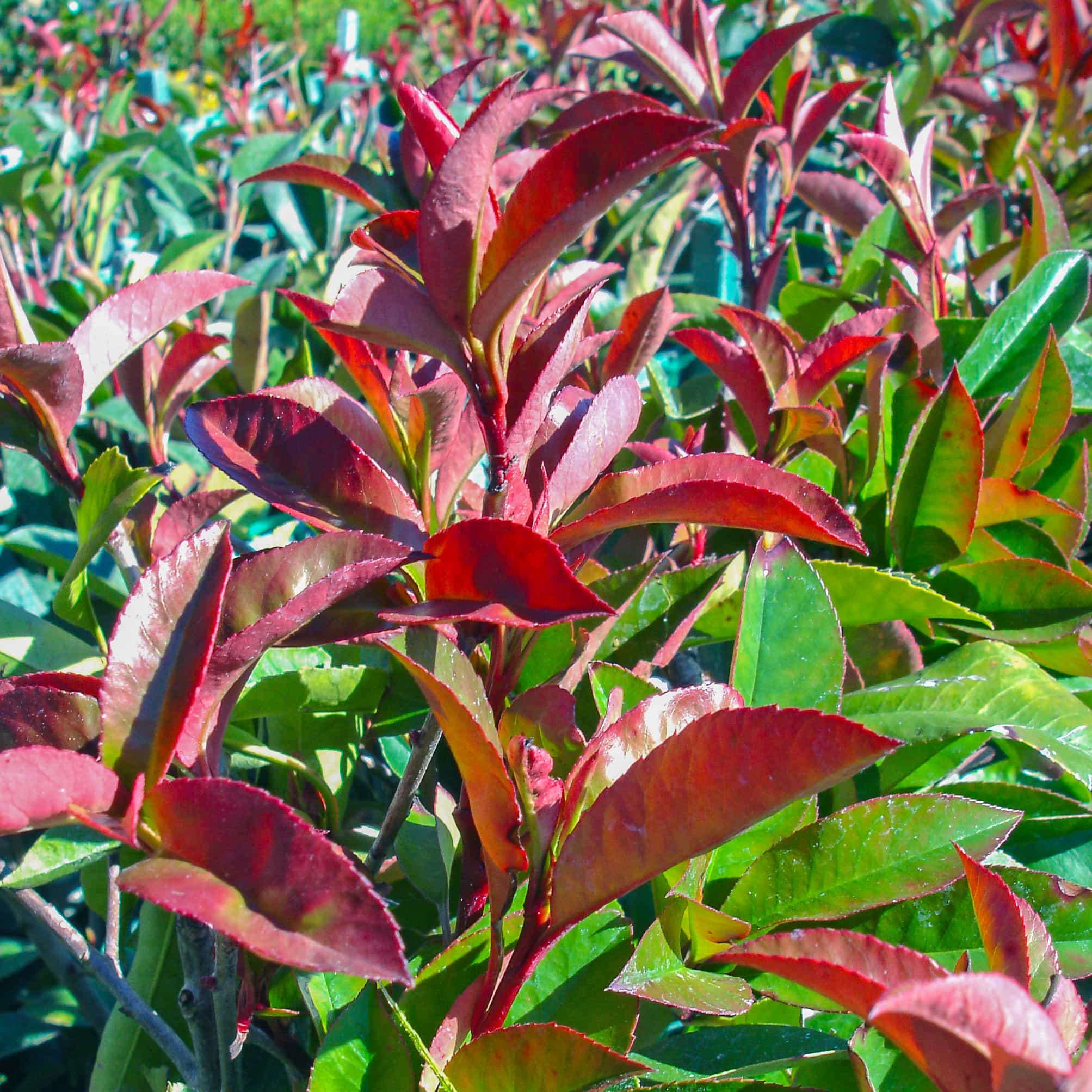Red tip Photinia