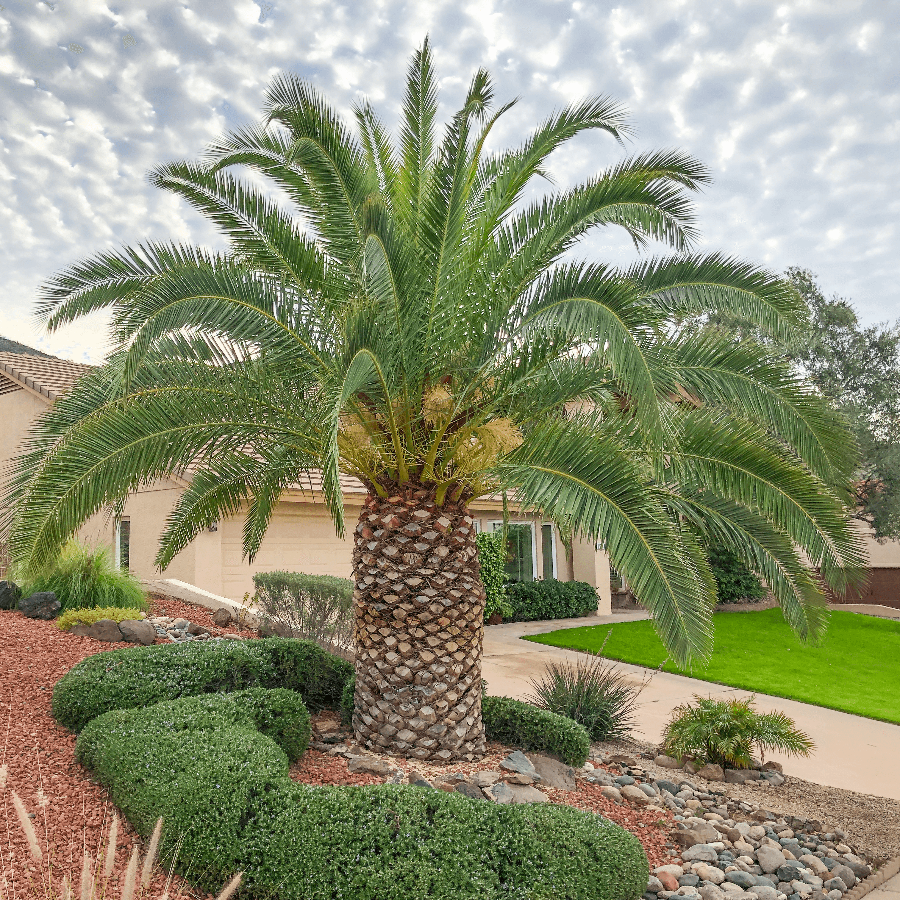 Pineapple Palm (Canary Island Date Palm) in landscape