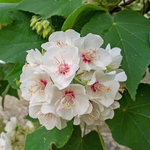 Pink Wild Pear flowers close up.