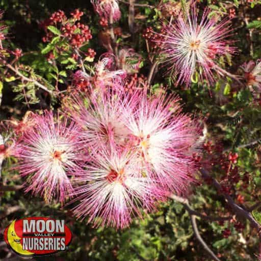 Pink Fairy Duster flowers close up