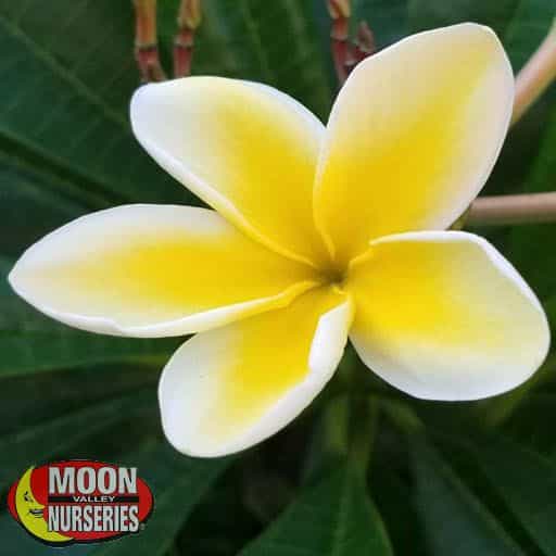 Plumeria 'White'