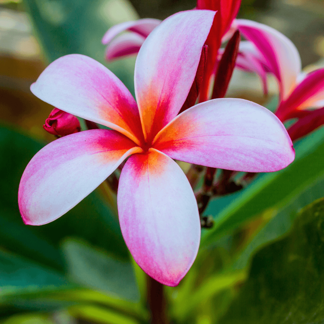 Plumeria Bloom Close Up