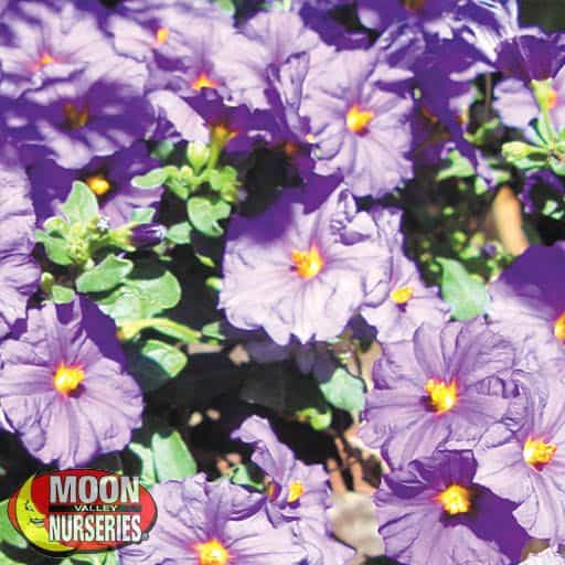 Solanum 'Purple Potato Vine' flowers up close
