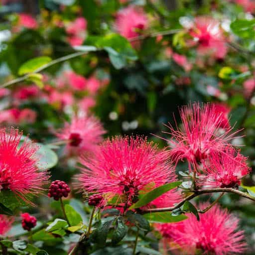Powderpuff tree flowers in bloom.