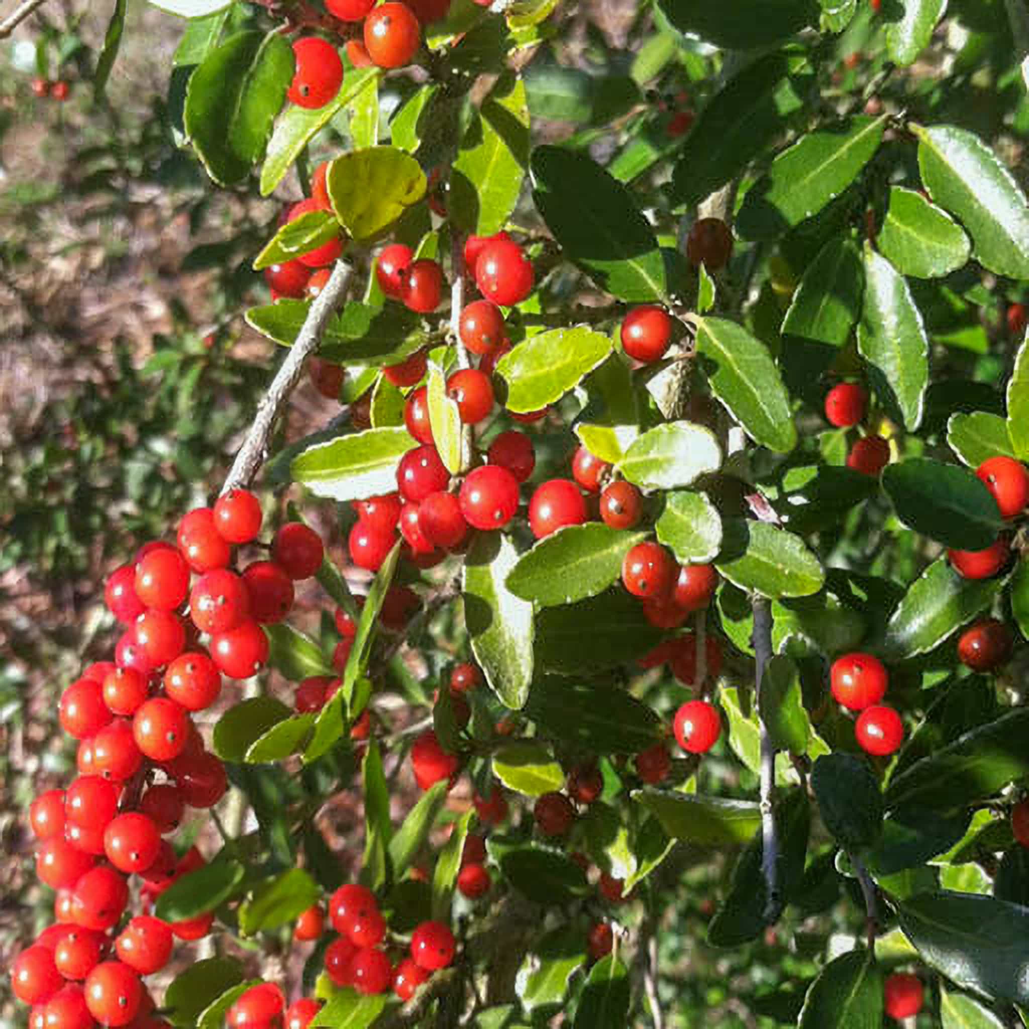 Pride of Houston Yaupon Holly