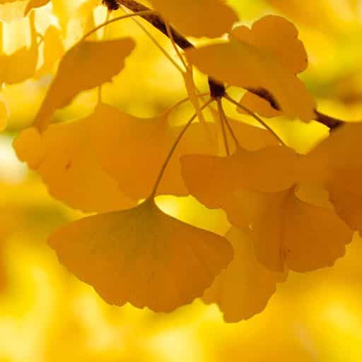 President Ginkgo Biloba close up
