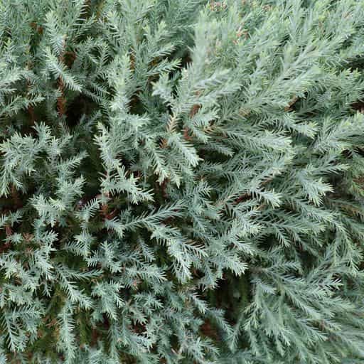 Close up of the Procumbens Juniper.