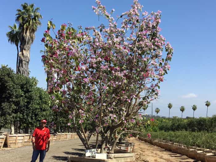 /p/u/purple-orchid-tree-2.jpg