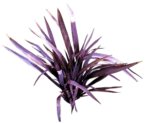 Purple New Zealand Flax isolated