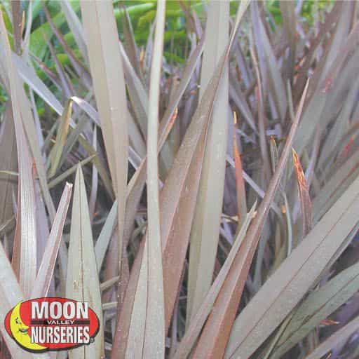 Purple New Zealand Flax close up
