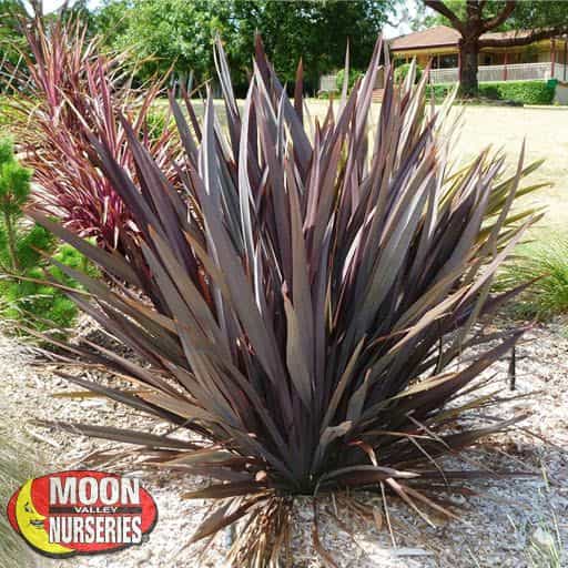 Purple New Zealand Flax in a landscape