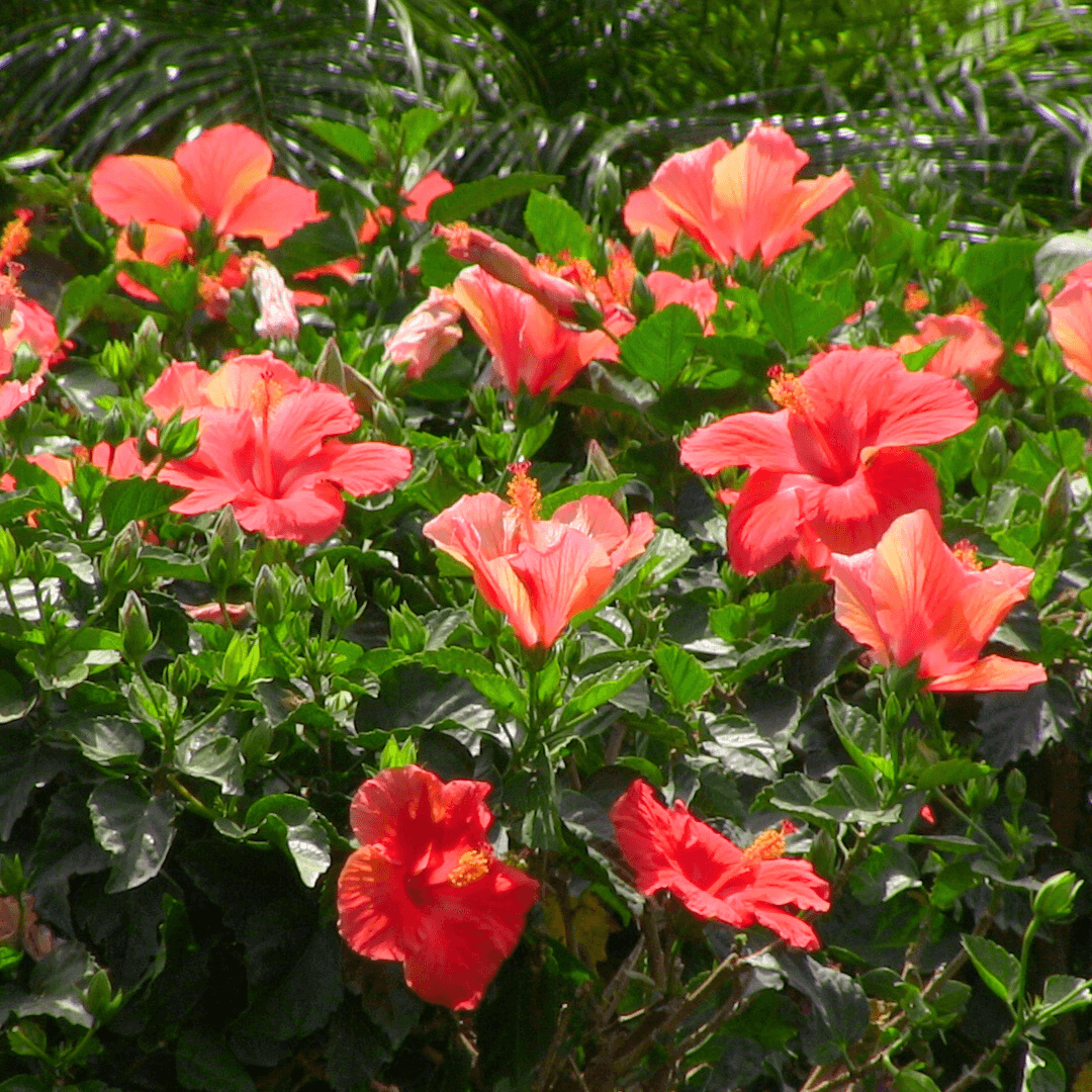 Red Hibiscus Shrubs