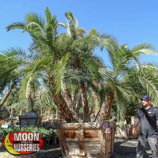 Senegal Date Palm in nursery