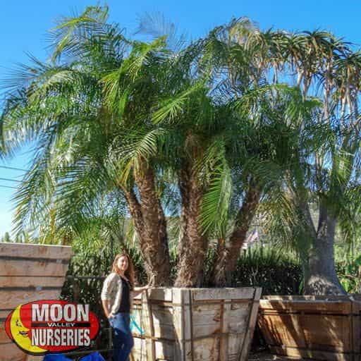 Senegal Date Palm with person