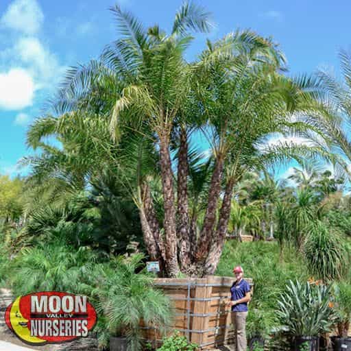 Senegal Date Palm with person in nursery