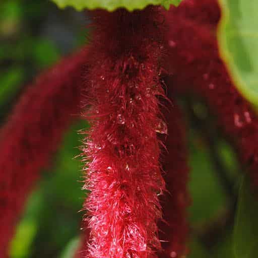 Close up of Red Hot Cat's Tail.