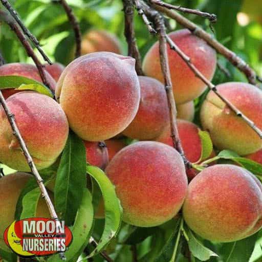Red Baron Peaches up close