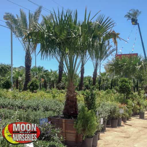 Ribbon Palm in nursery