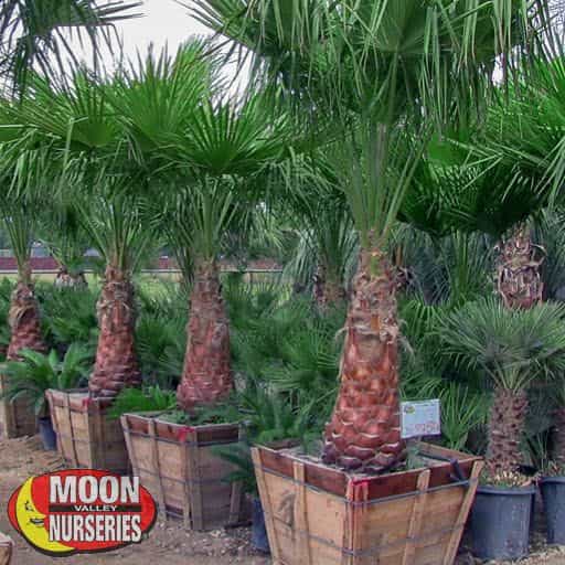 Ribbon Palm in nursery