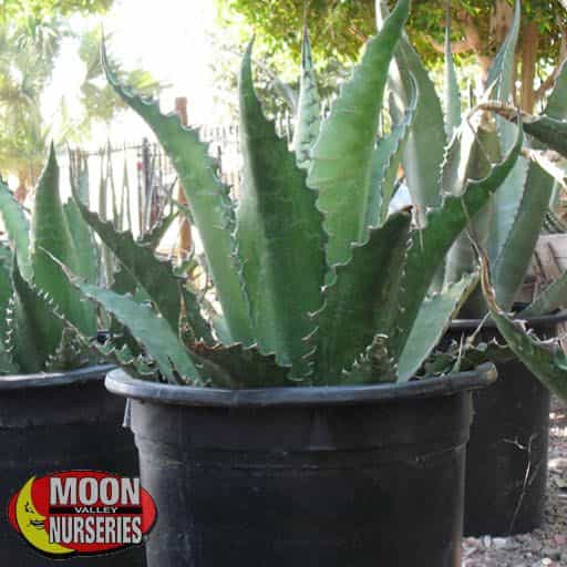 Rough Agave in the nursery