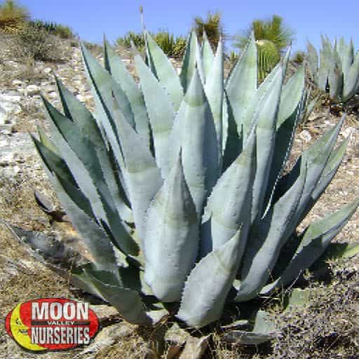 Rough Agave in a landscape