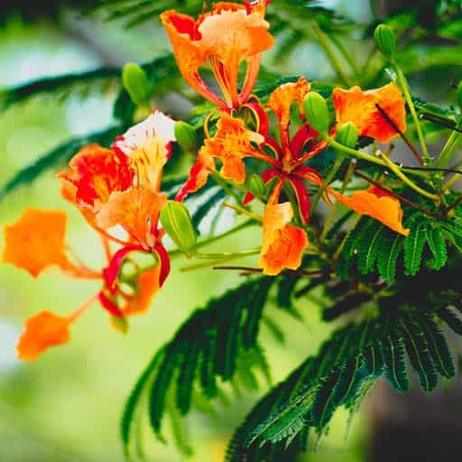 Royal Poinciana bloom close up.