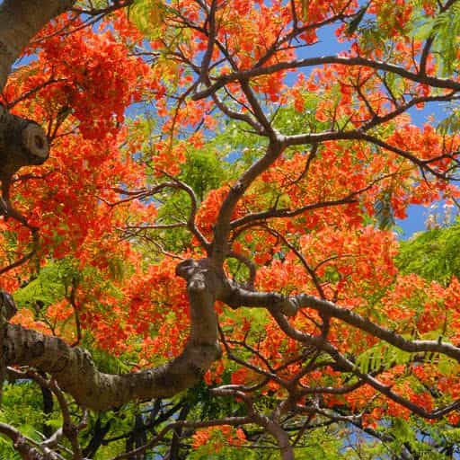Royal Poinciana tree canopy.
