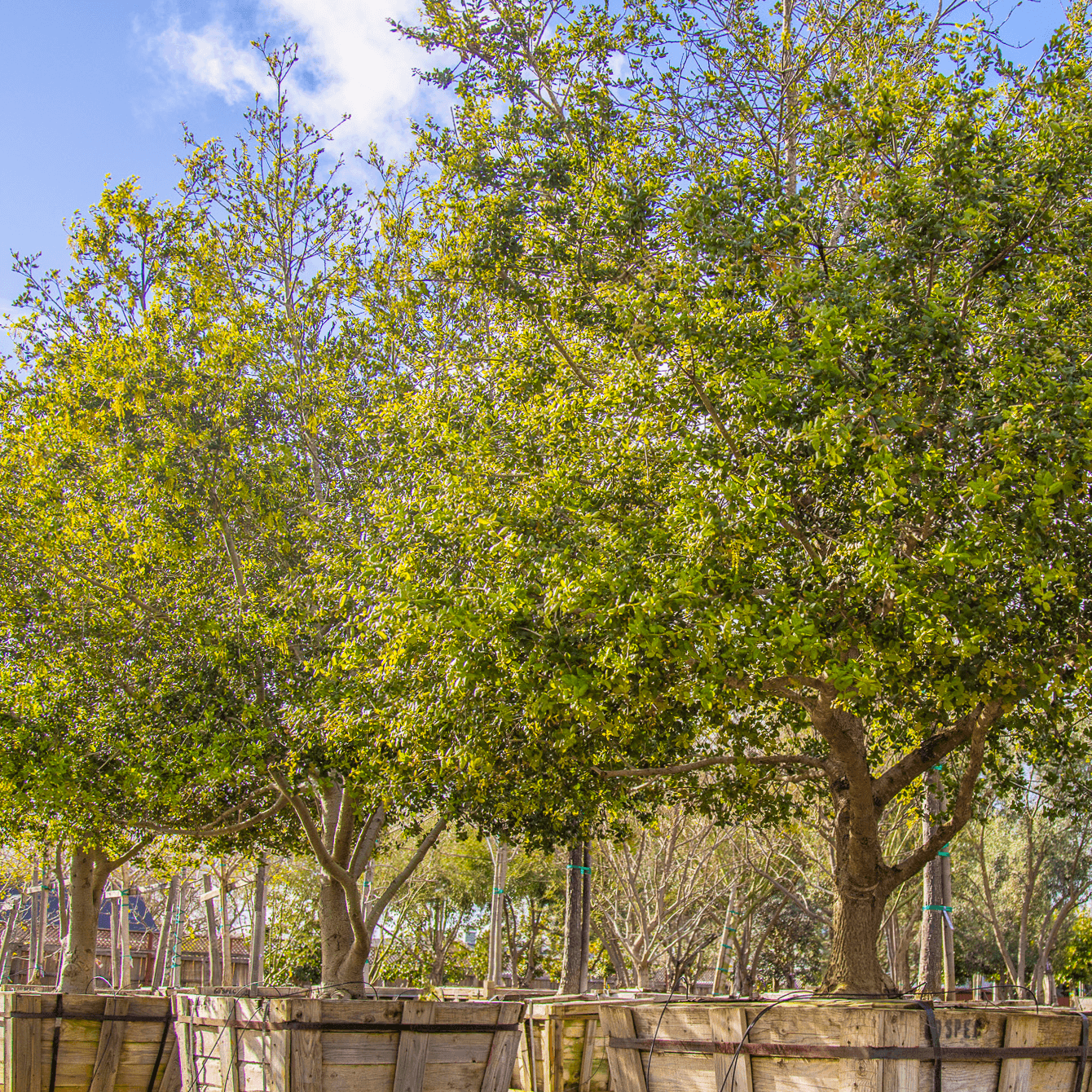 Coastal Live Oak row