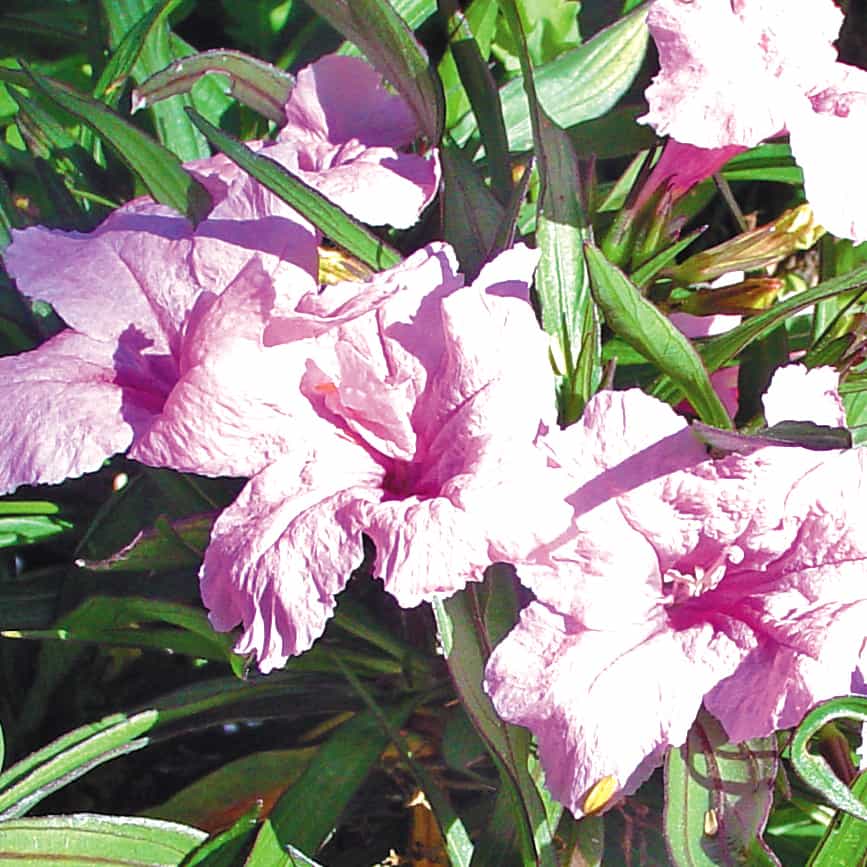 ruellia pink