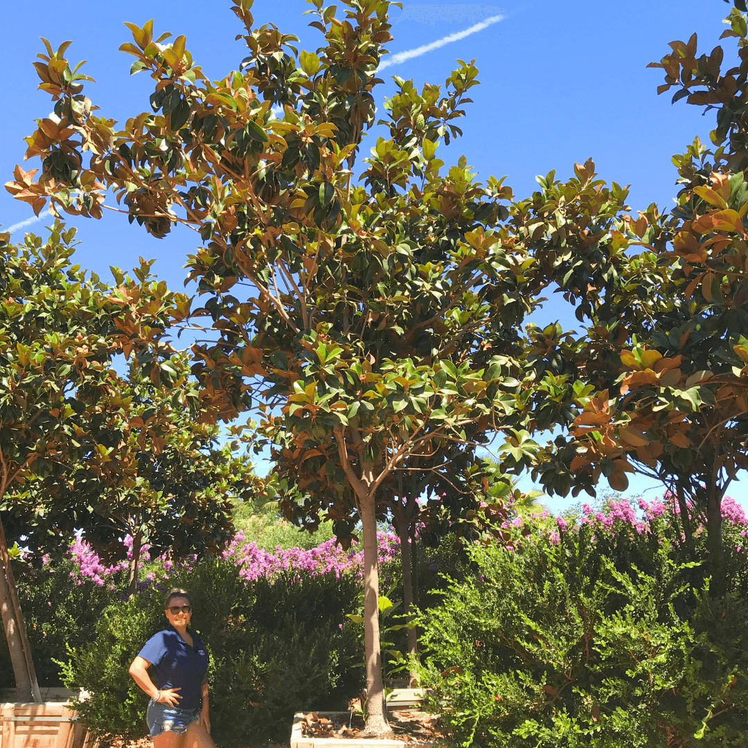 Samual Sommer Magnolia