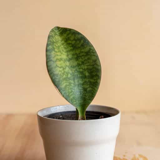 Sansevieria Shark Fin close up.