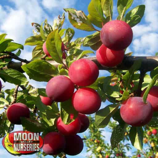 Santa Rosa Plum Close-up
