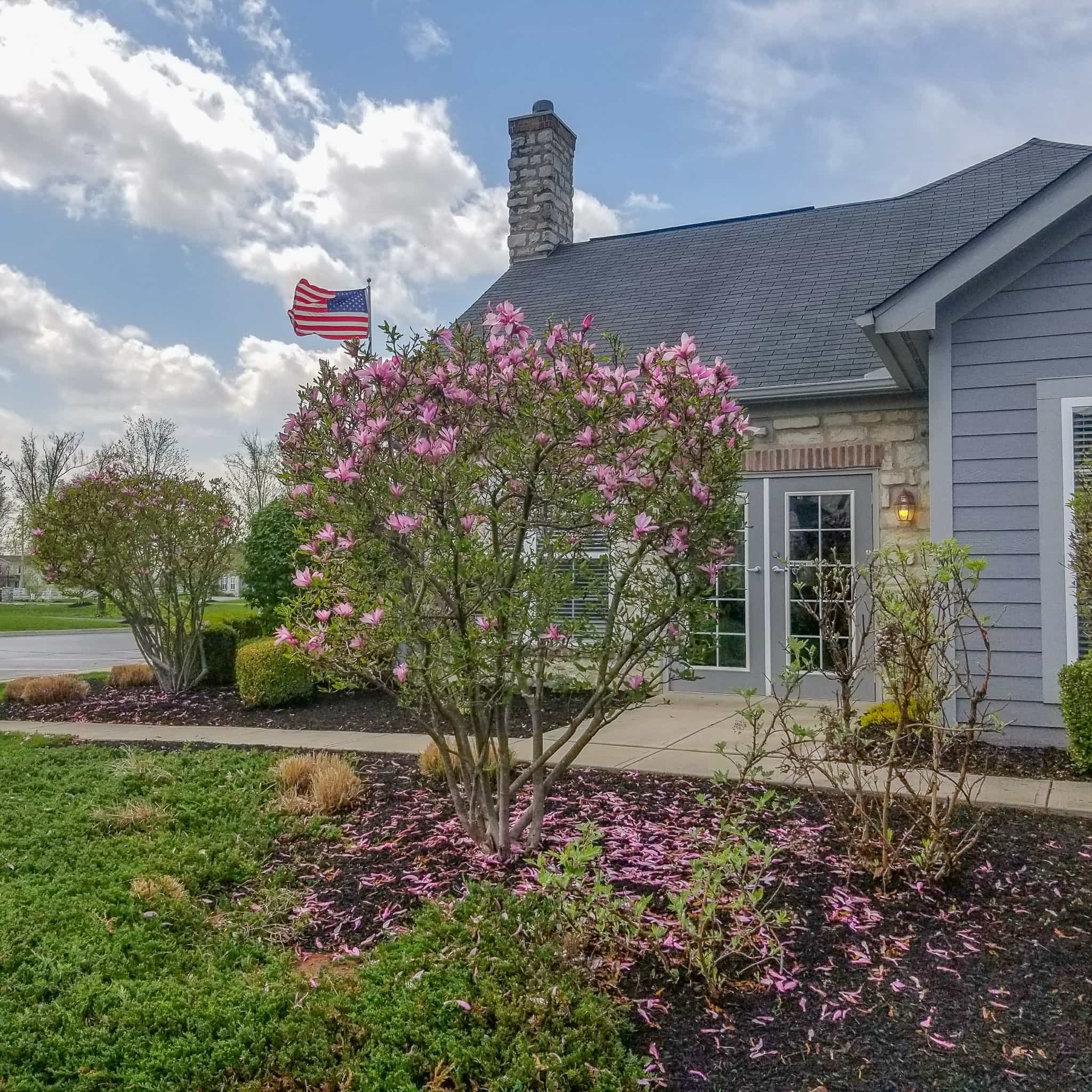 Saucer Magnolia in landscape