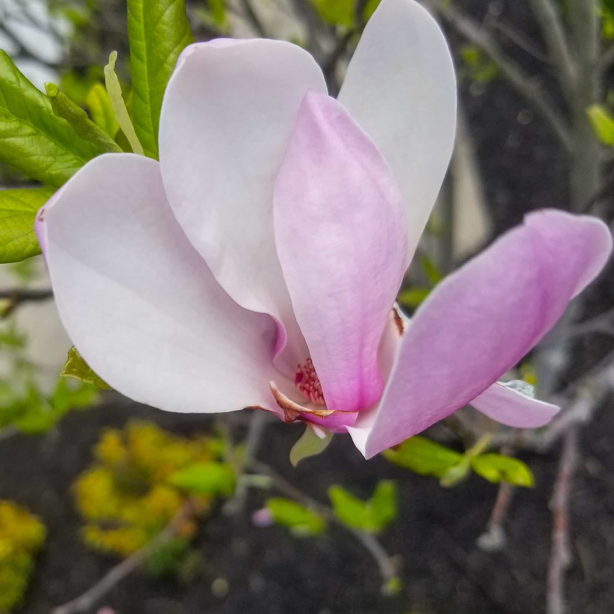 Saucer Magnolia flower
