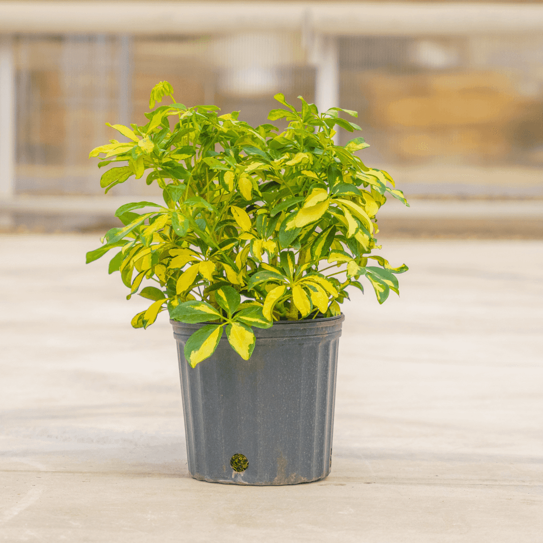 Beautiful Variegated Schefflera Plant Potted