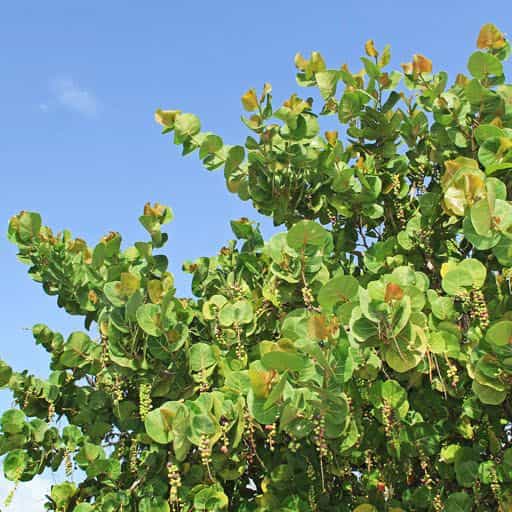 Sea Grape tree canopy.