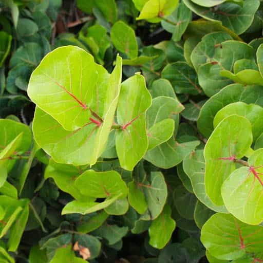 Sea Grape tree foliage close up.