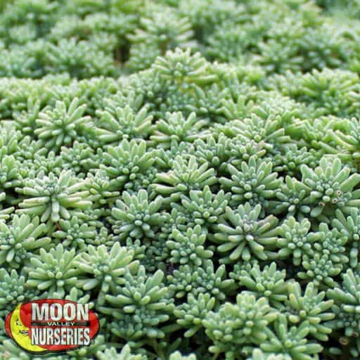 Sedum close up