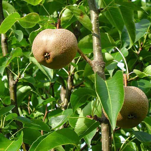 Shinko Asian Pear fruit on tree.