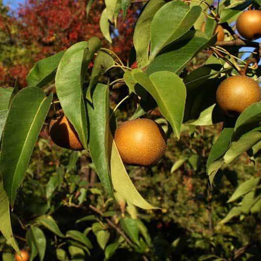 Shinko Asian Pear fruit hanging on tree.
