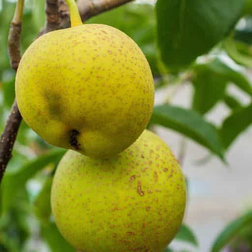 Shinseiki Pear fruit close up on tree.