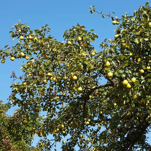 Canopy of a Shinseiki Pear tree with fruit.