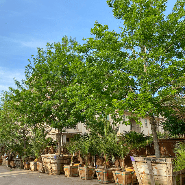 Shumard Oak | Oak Trees | Moon Valley Nursery