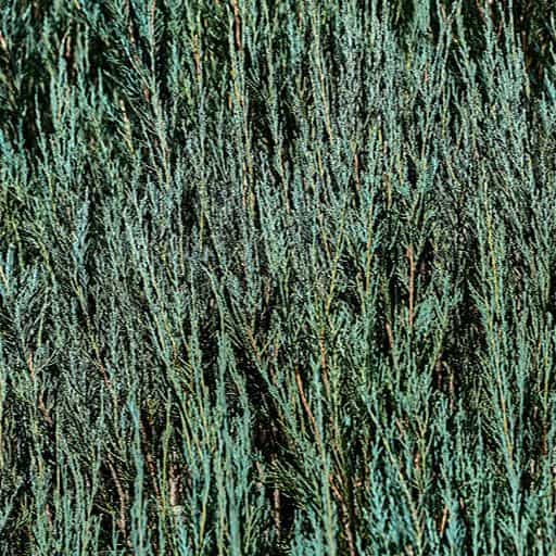 Close up image of the Skyrocket Juniper foliage.
